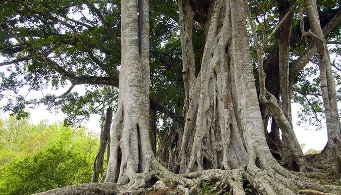 高超的藝術表現手法才能體現出仿真榕樹藝術境界