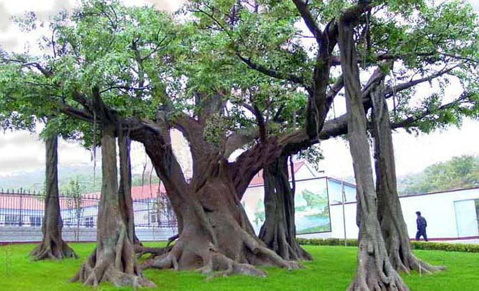 仿真榕樹制作前需要有好的仿真榕樹設(shè)計(jì)