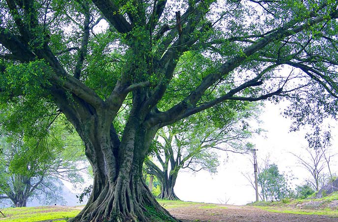 仿真樹需要進行藝術(shù)文化情感的融入而進行創(chuàng)新