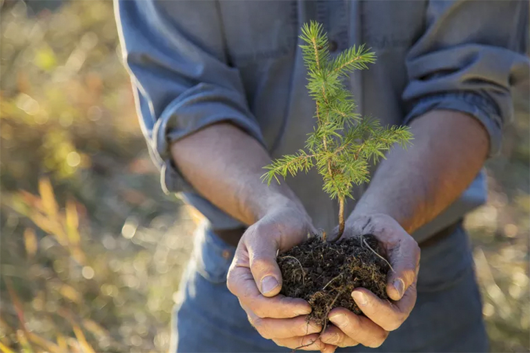 我們所有人都熟悉的樹木-生長與發育詳細概述