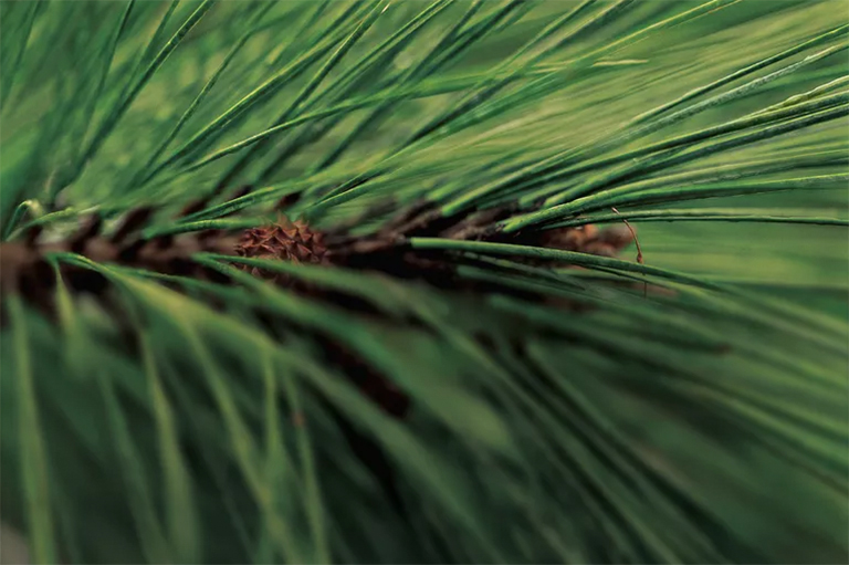 針葉枯b識別和控制-針葉枯b會對北美針葉樹造成重大破壞