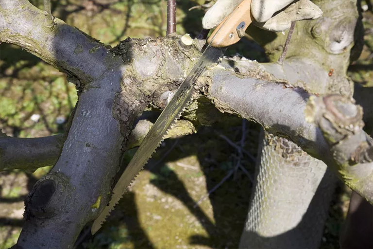 常見的硬木樹b預防和控制-硬木b原菌的主要分類