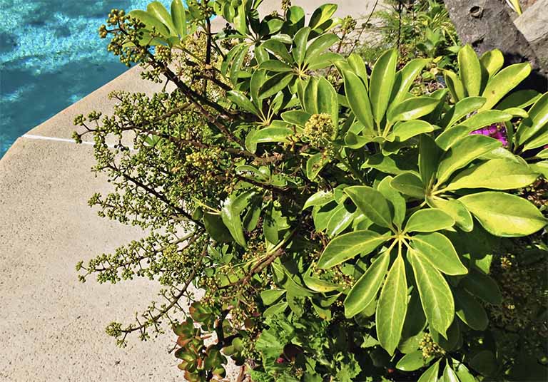 千層石景觀假山綠化搭配的18種佳植物(三）