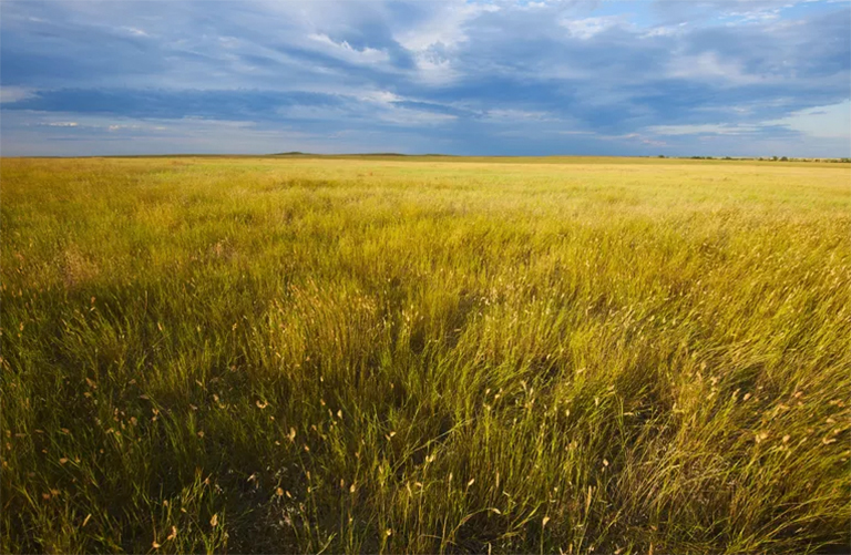 生活在溫帶草原-這些生態系統與熱帶稀樹草原有何不同