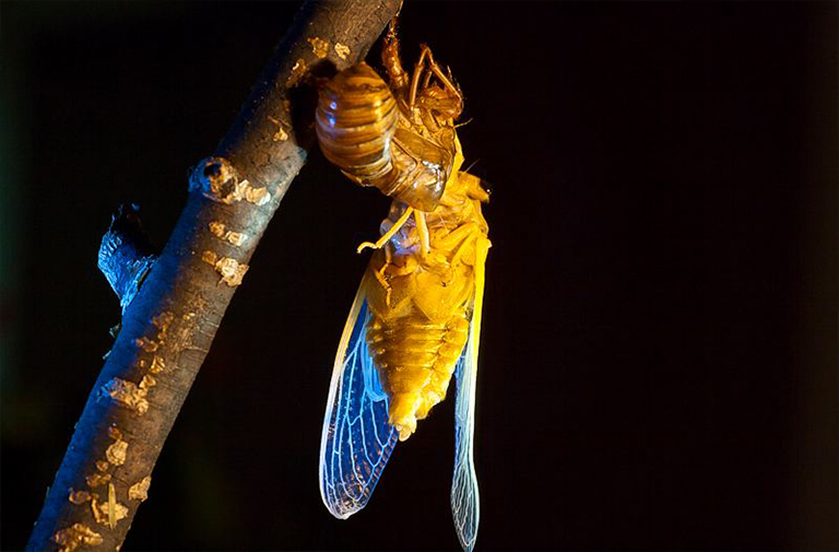 蟬17年會破壞我的樹木嗎