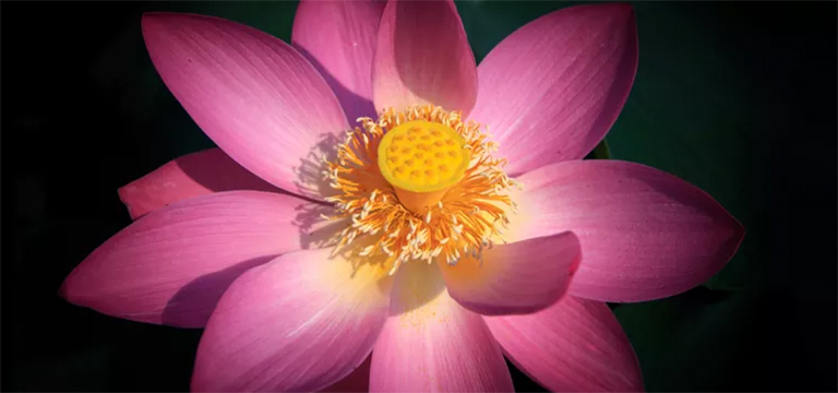 開花植物測驗(yàn)的部分-您對(duì)植物零件了解多少