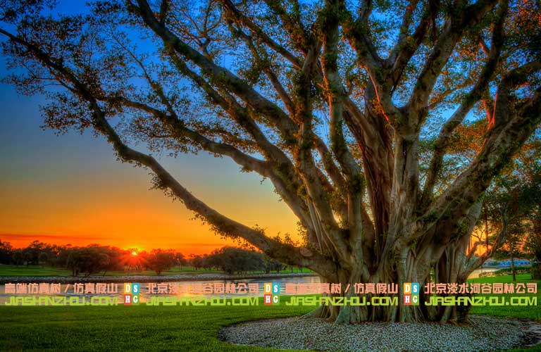仿真榕樹也可以裝飾圣誕節