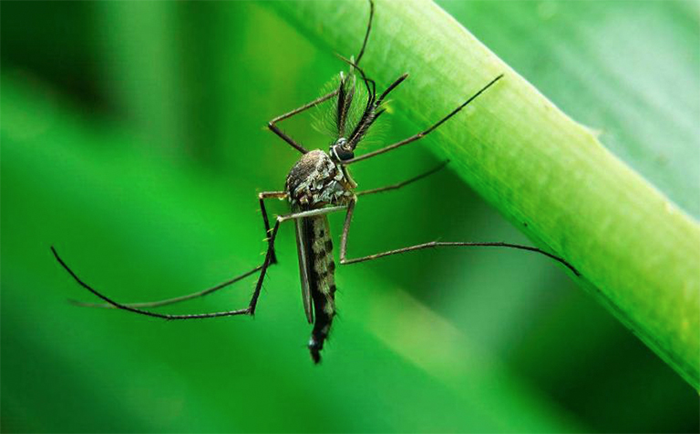 夏天來了北京廠家教您如何驅除您的后院的蚊子