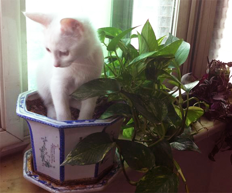 人工仿真樹廠家北京告訴你哪些室內(nèi)植物對寵物有毒(上)