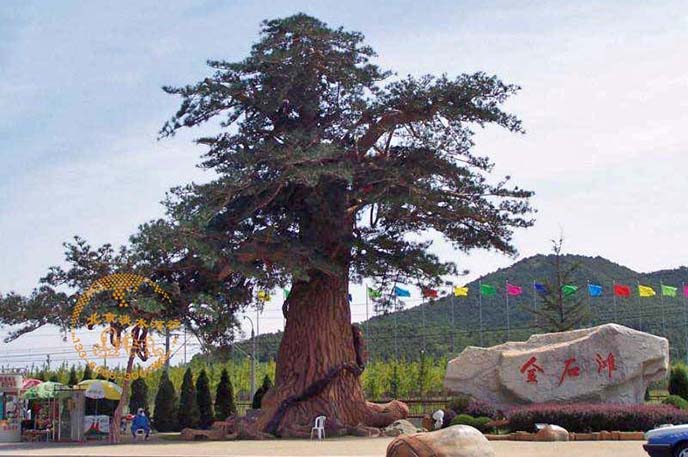 仿真松樹.jpeg 仿真松樹