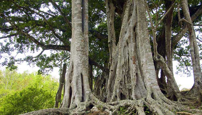 仿真榕樹(shù).jpg 仿真榕樹(shù)