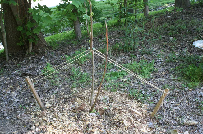 仿真樹.jpg 仿真樹