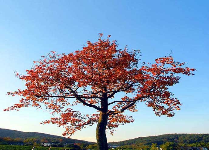 仿真桃花樹.jpg 仿真桃花樹