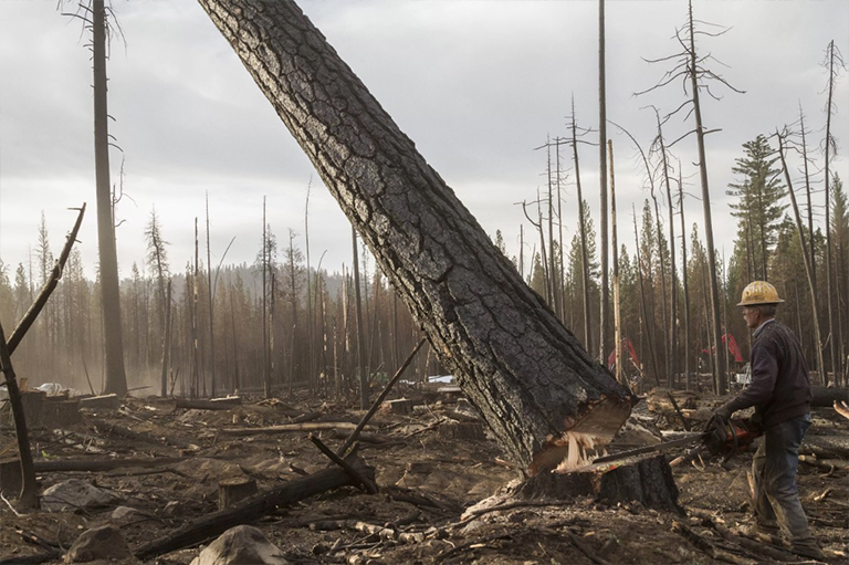 仿真樹(shù).jpg 仿真樹(shù)