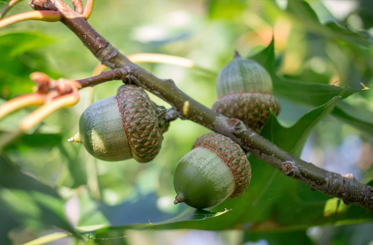 月桂樹橡木.jpg 月桂樹橡木