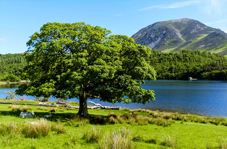 水橡樹.jpg 水橡樹