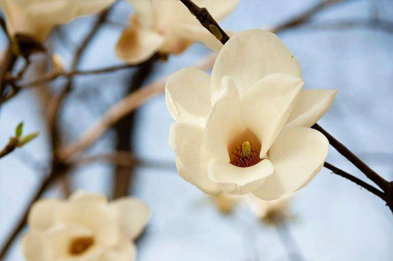 木蘭花樹.jpg 木蘭花樹