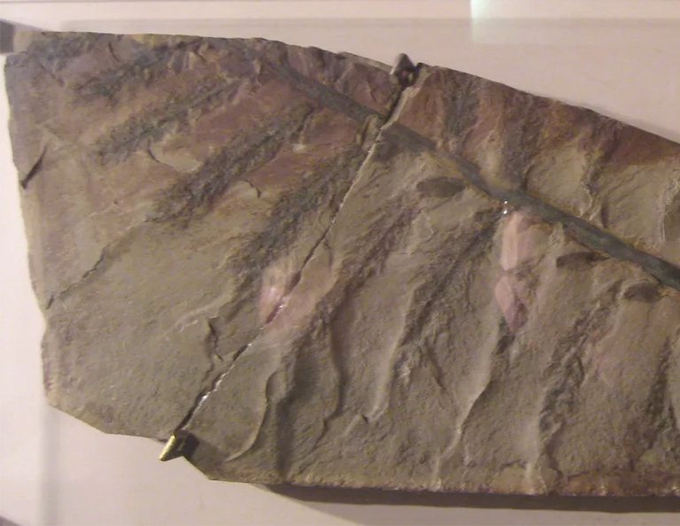 始祖鳥-絕種樹木.jpg 始祖鳥-絕種樹木