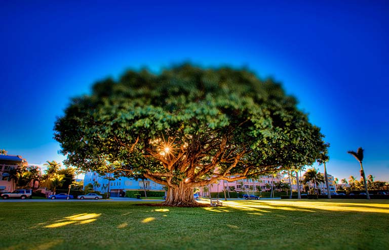 室外假樹.jpg 室外假樹