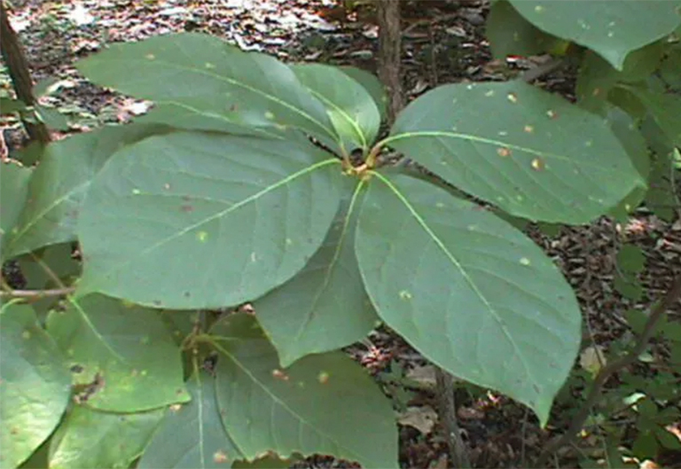 胡椒樹.jpg 胡椒樹