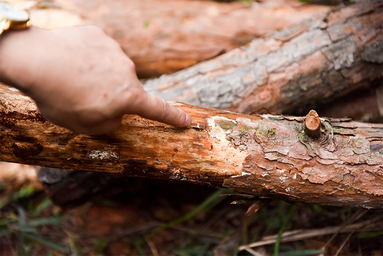 樹木病害.jpg 樹木病害