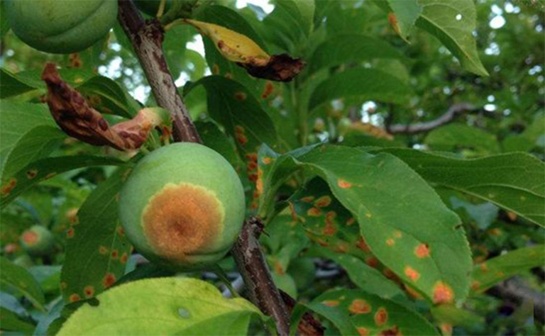 樹木病害.jpg 樹木病害