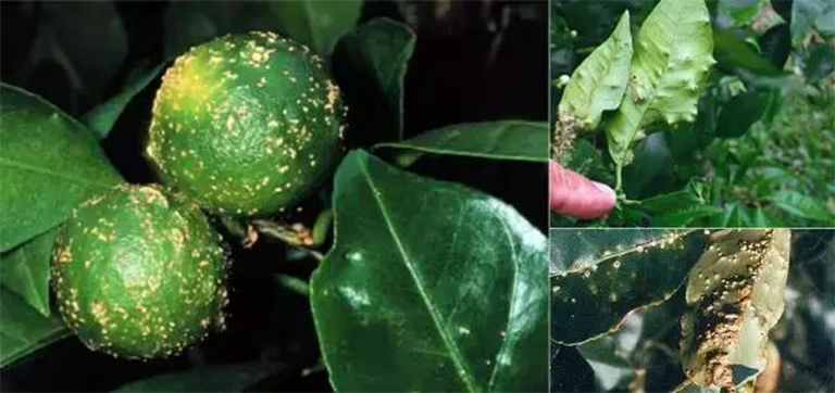 樹木病害.jpg 樹木病害