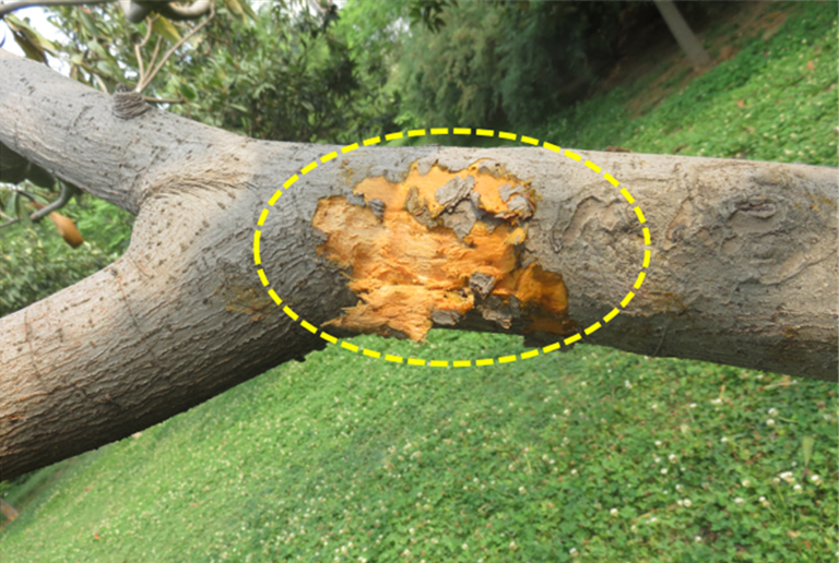 樹木腐爛.jpg 樹木腐爛