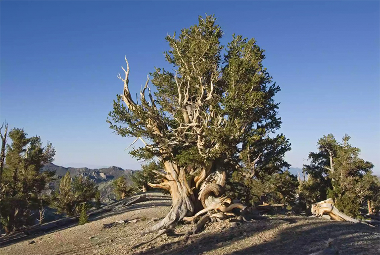 族長格羅夫附近的古代Bristlecone松林.jpg 族長格羅夫附近的古代Bristlecone松林