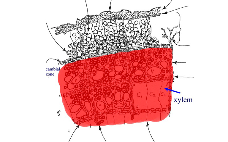 木質(zhì)部養(yǎng)分傳輸系統(tǒng).jpg 木質(zhì)部養(yǎng)分傳輸系統(tǒng)