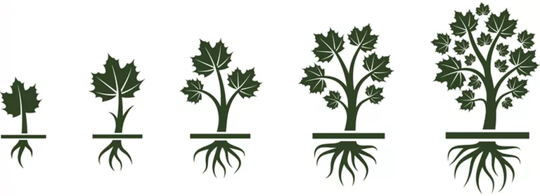 樹形結(jié)構(gòu).jpg 樹形結(jié)構(gòu)