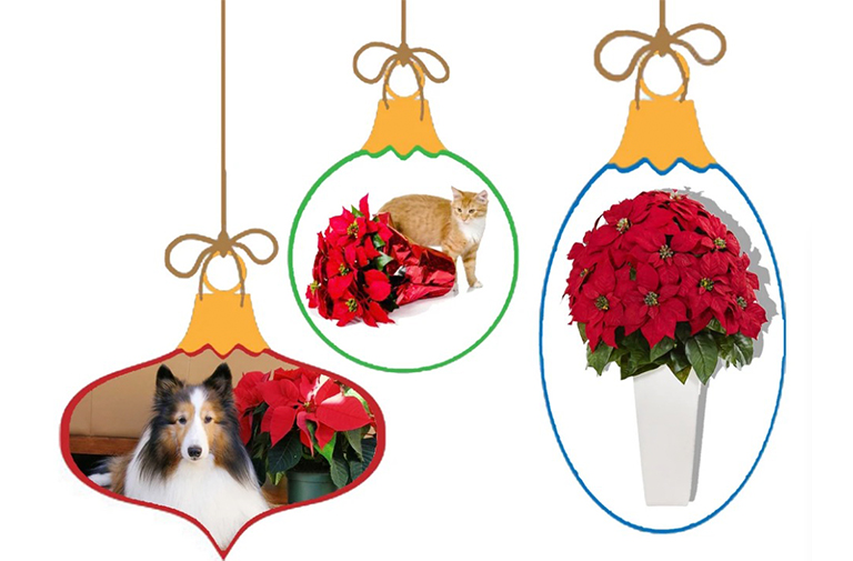 一品紅.jpg 一品紅