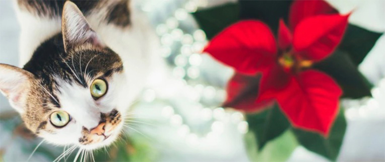 讓動物安全放心玩耍.jpg 讓動物安全放心玩耍