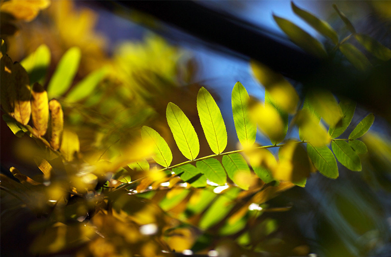 殺死樹木的6種方法.jpg 殺死樹木的6種方法