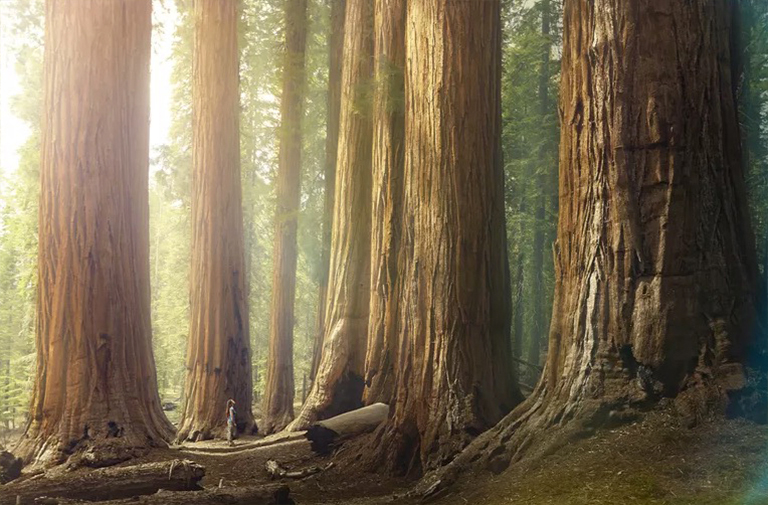 估計林木的年齡.jpg 估計林木的年齡