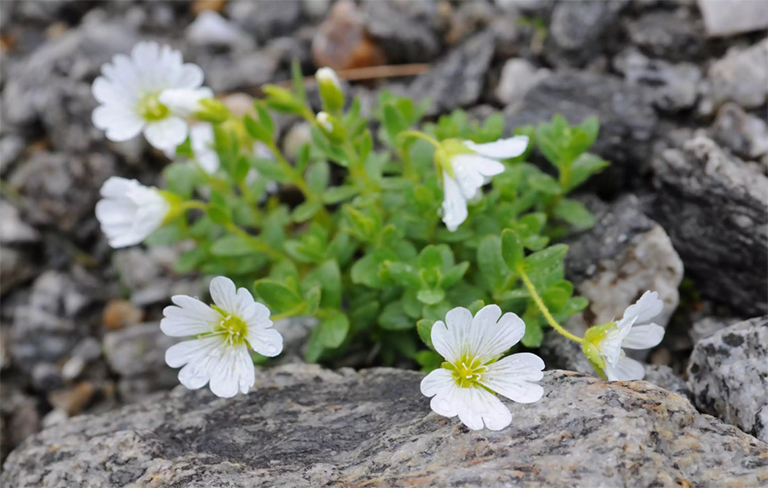 調(diào)遣生長在一個巖石區(qū)域的浮萍（Cerastium arvense）