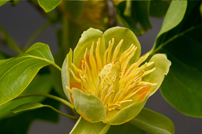 黃楊樹.jpg 黃楊樹