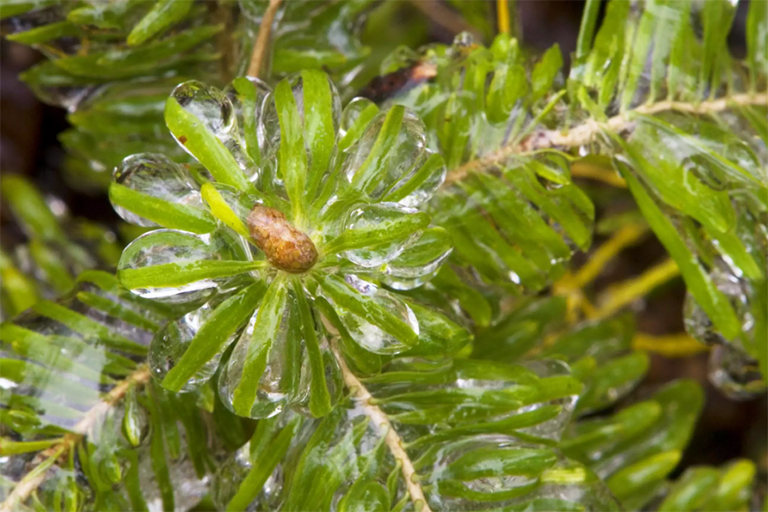 仿真樹(shù).jpg 仿真樹(shù)