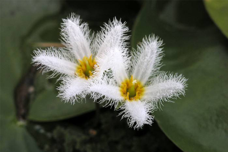 植物的生命周期