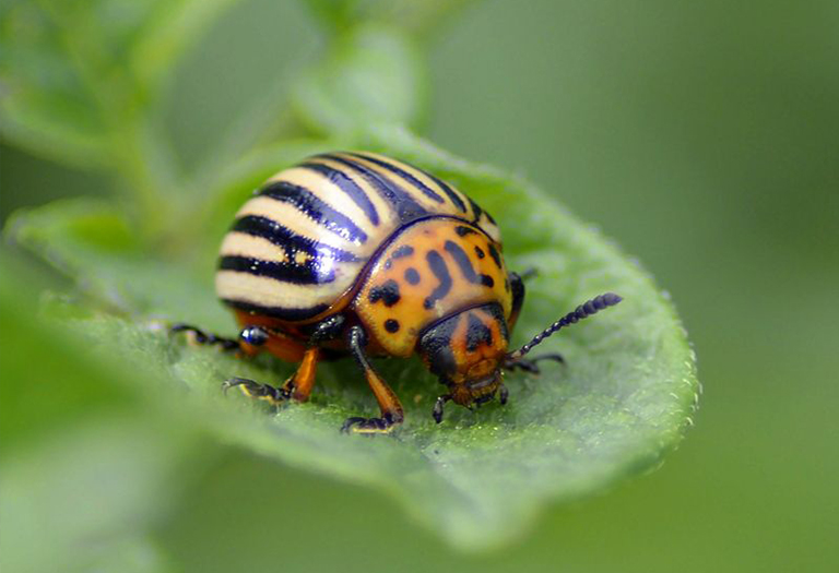 馬鈴薯甲蟲坐葉子