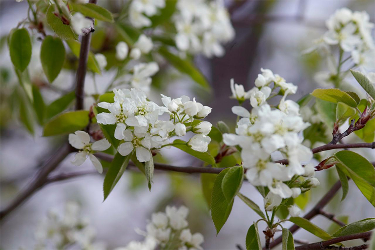 Serviceberry或shadbush.jpg Serviceberry或shadbush