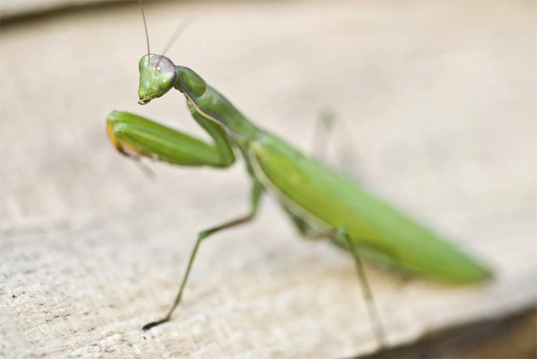 螳螂站立，雙臂準(zhǔn)備誘捕獵物