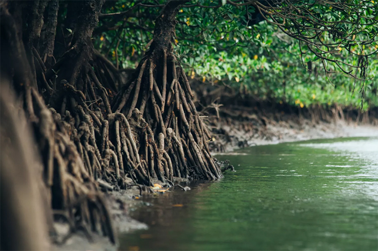 紅樹林根.jpg 紅樹林根