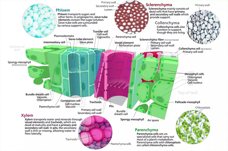 植物組織系統:植物生長.jpg 植物組織系統:植物生長