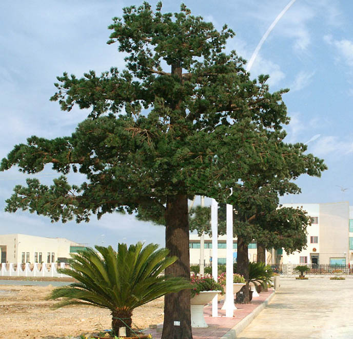 仿真樹.jpg 仿真樹